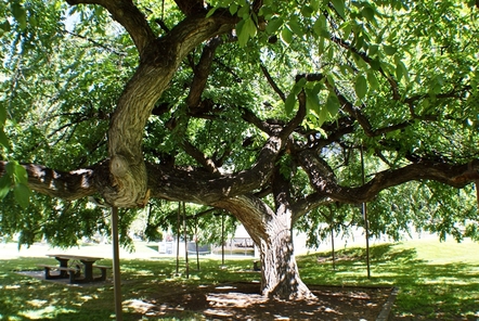 Utah County Courthouse Historic Tree, Provo Utah